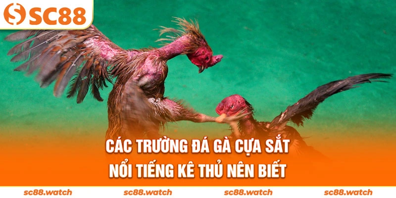Các trường đá gà cựa sắt nổi tiếng kê thủ nên biết